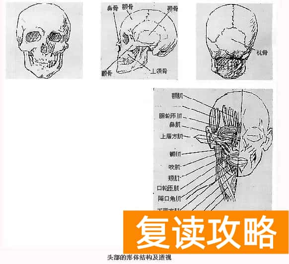 北京市成达学校是复读学校吗（成达分享美术：速写人体形体比例与结构）